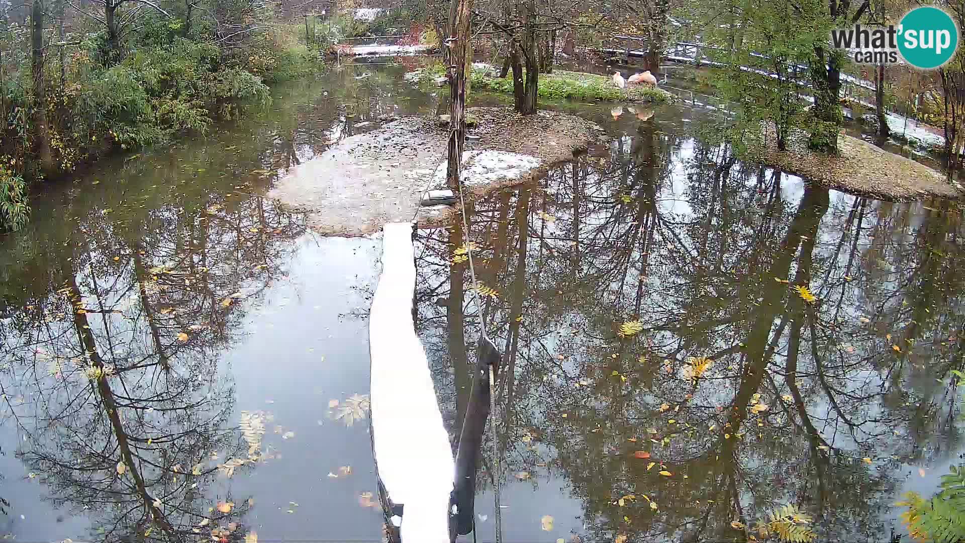 Schwarzweiße Vari Zoo Ljubljana webcam