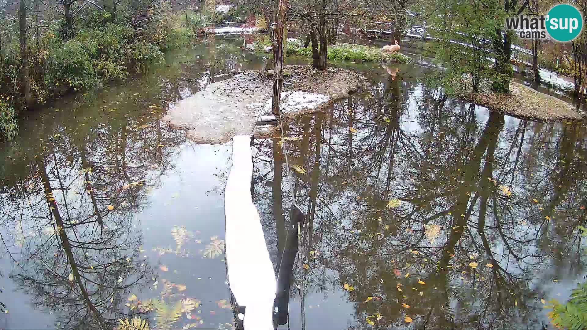 Schwarzweiße Vari Zoo Ljubljana webcam