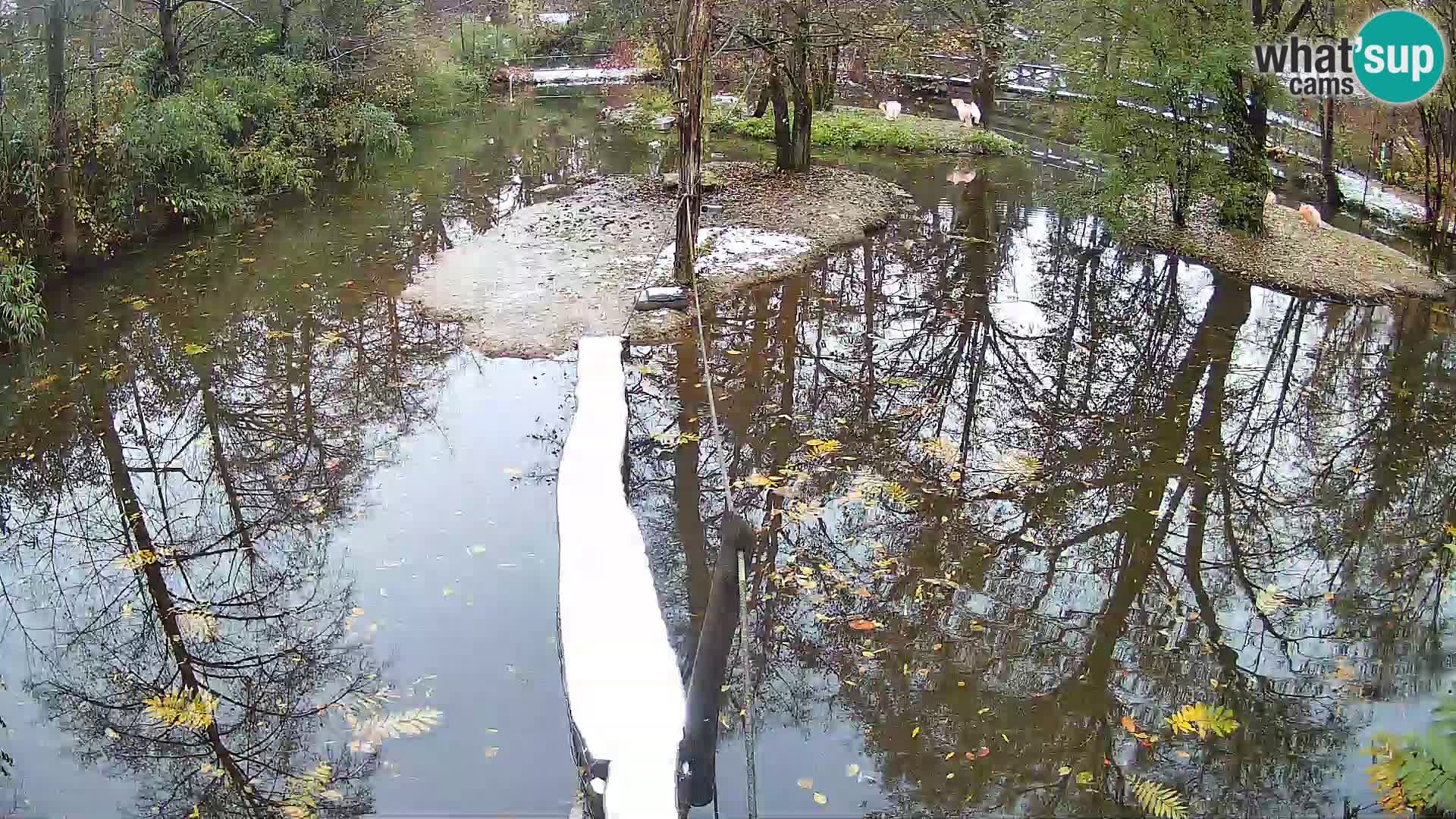 Lémur rufo blanco y negro – Ljubljana Zoo en vivo