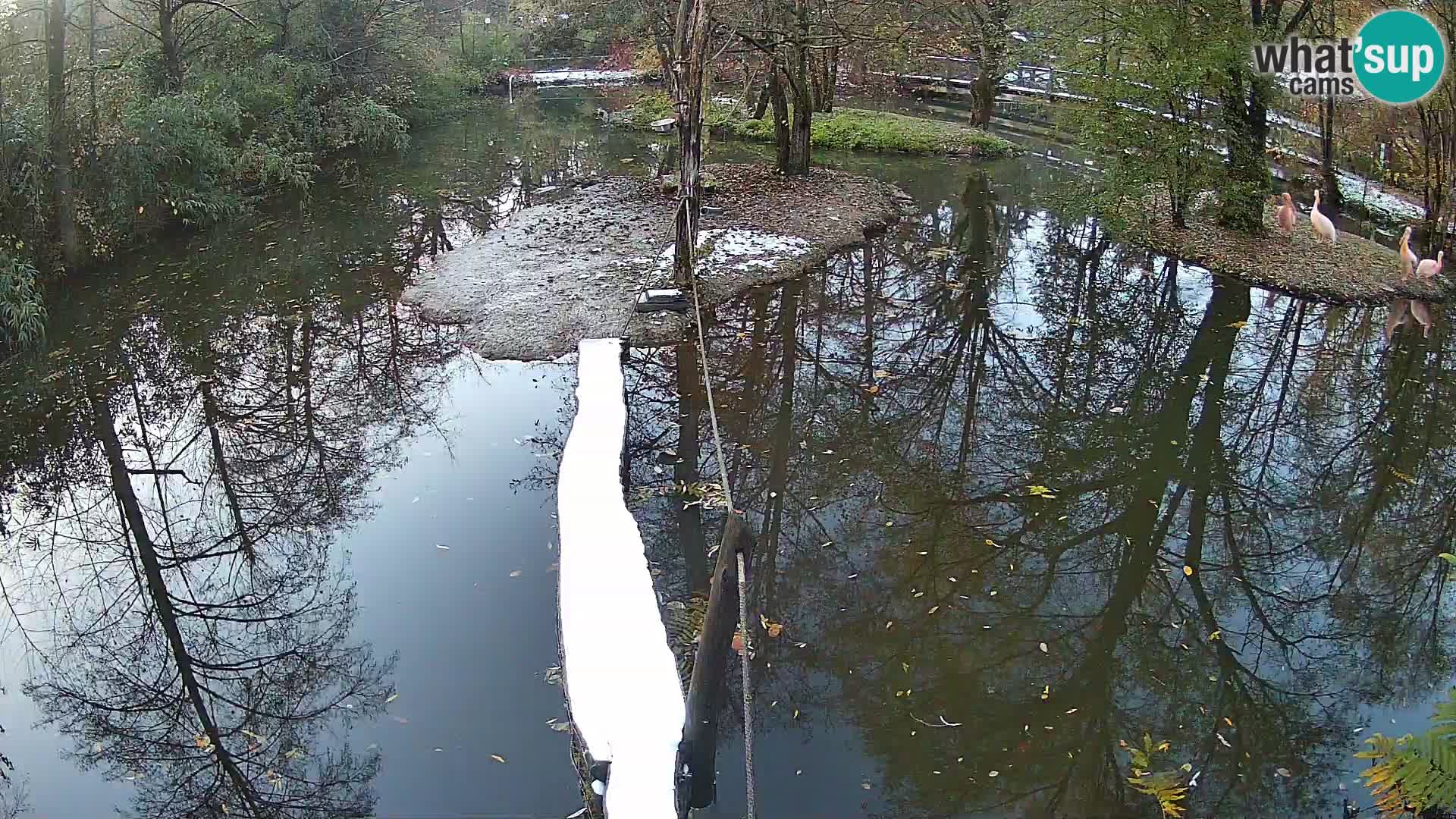 Lémur rufo blanco y negro – Ljubljana Zoo en vivo