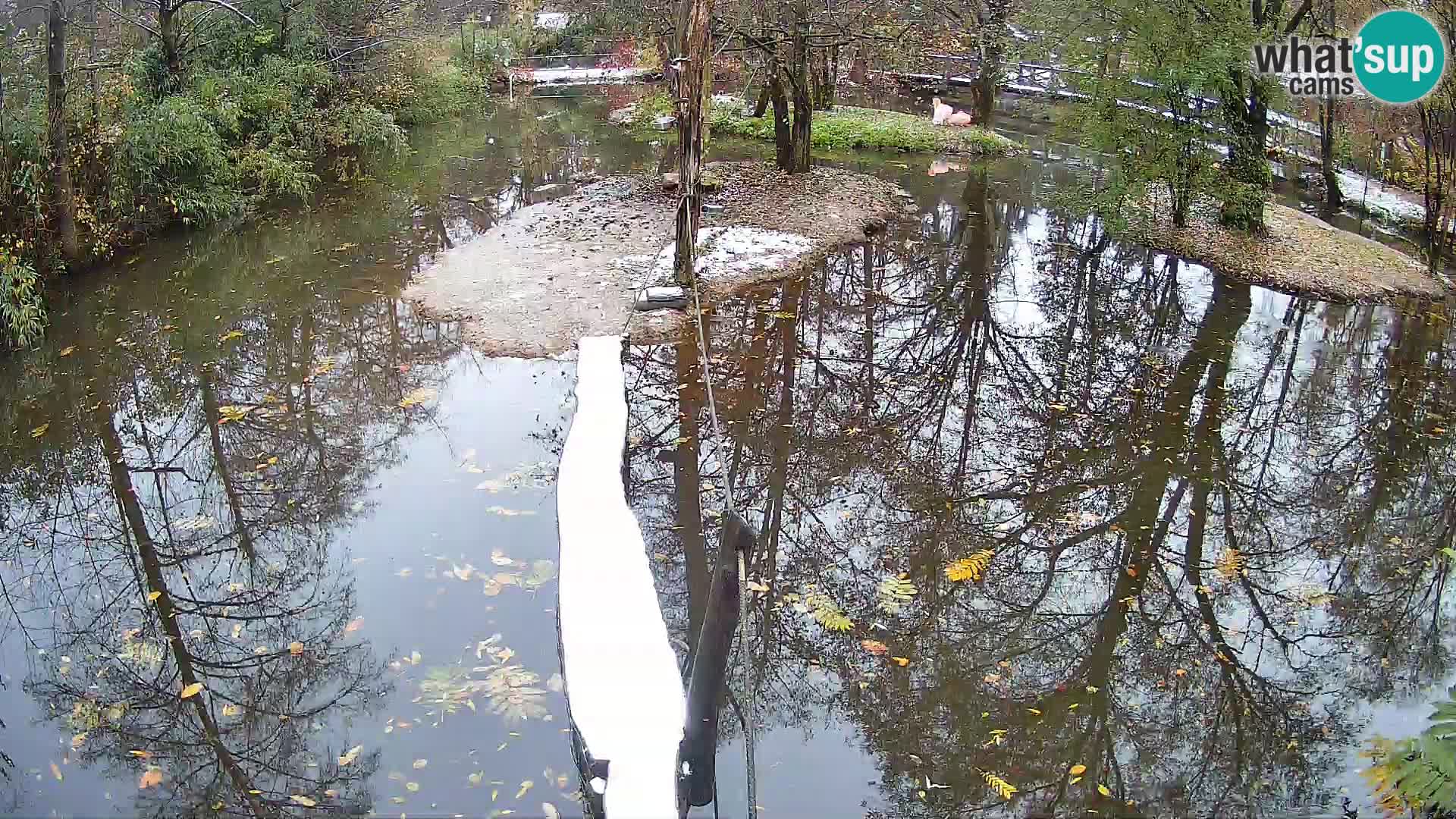 Vari bianconero Zoo Ljubljana webcam