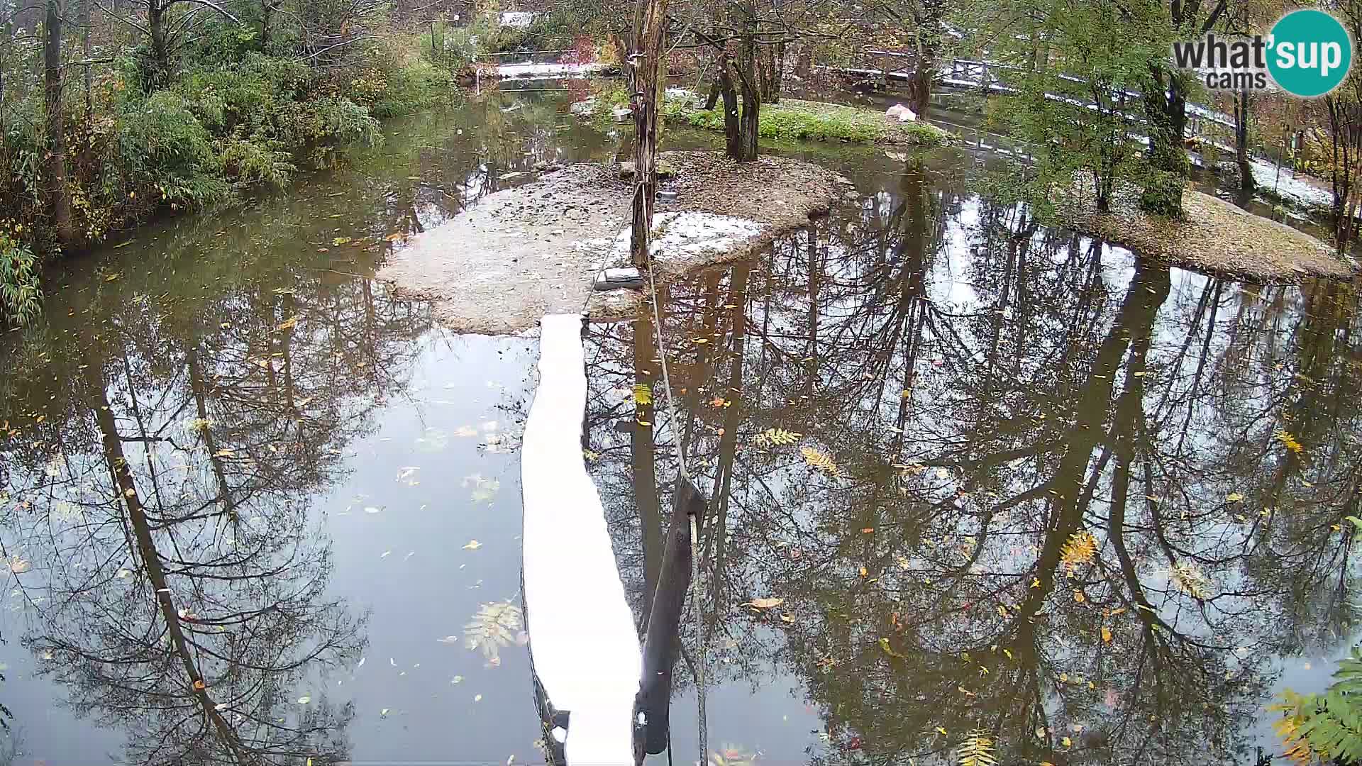 Vari bianconero Zoo Ljubljana webcam