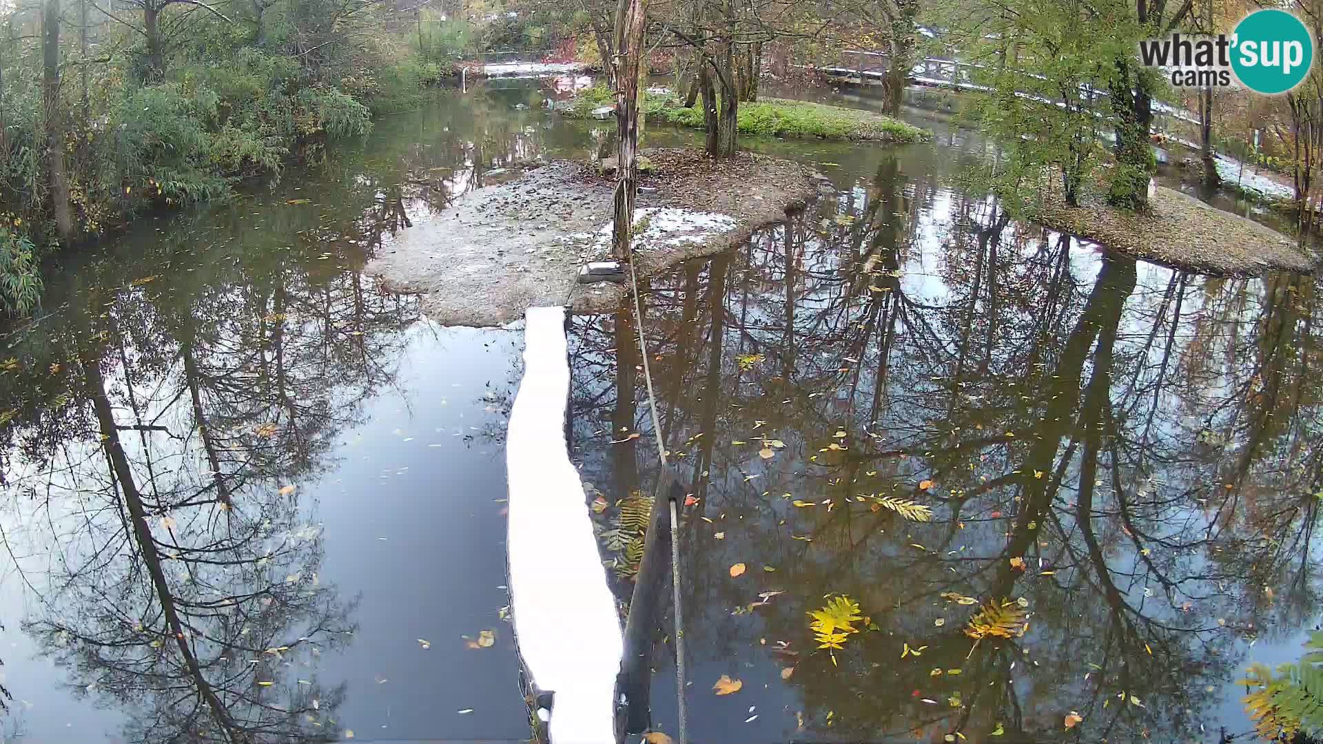 Schwarzweiße Vari Zoo Ljubljana webcam