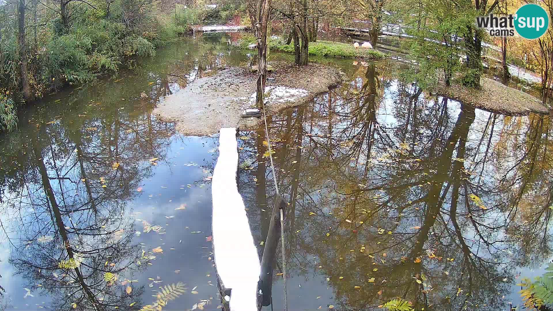 Lémur rufo blanco y negro – Ljubljana Zoo en vivo