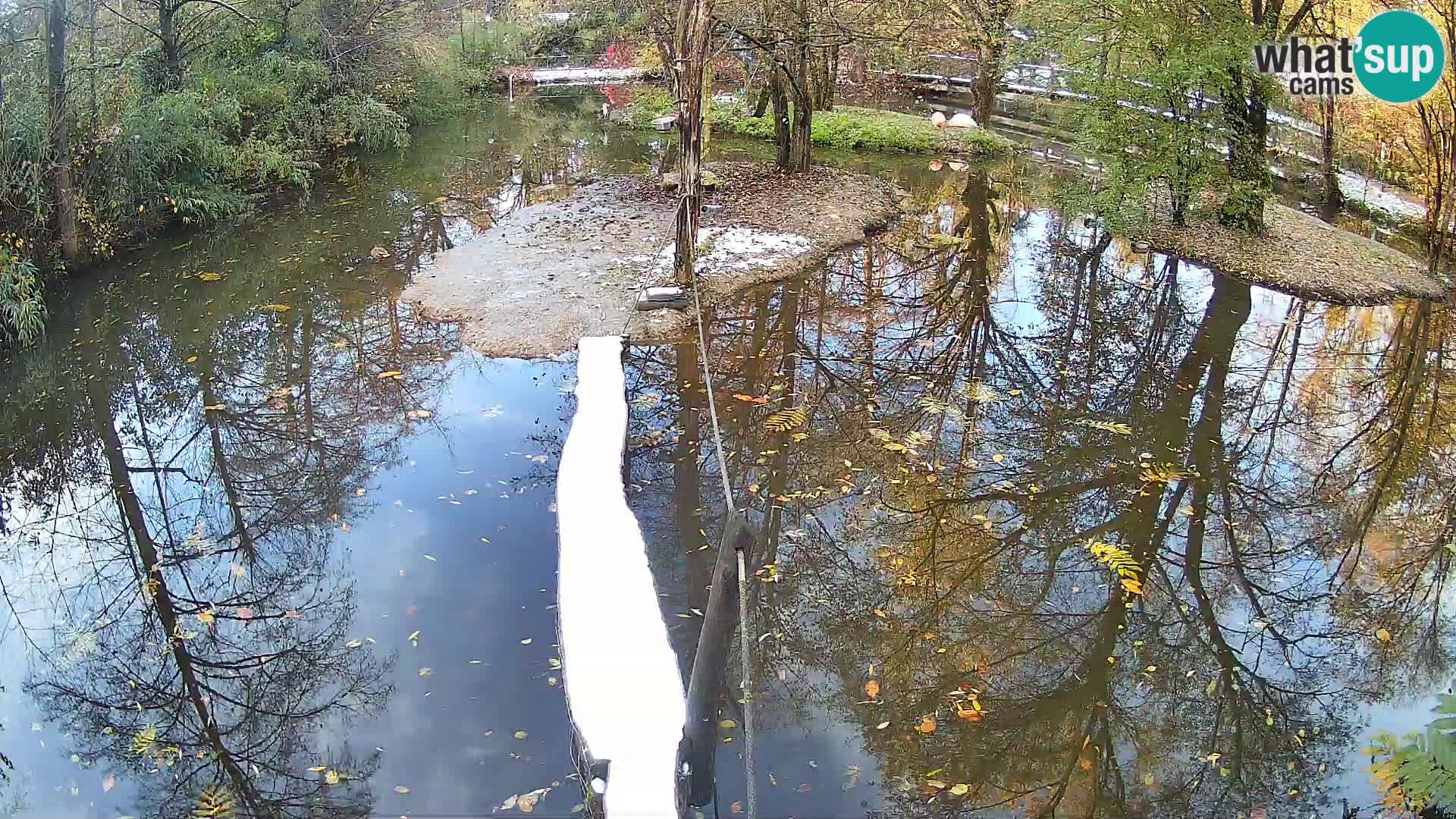 Lémur rufo blanco y negro – Ljubljana Zoo en vivo