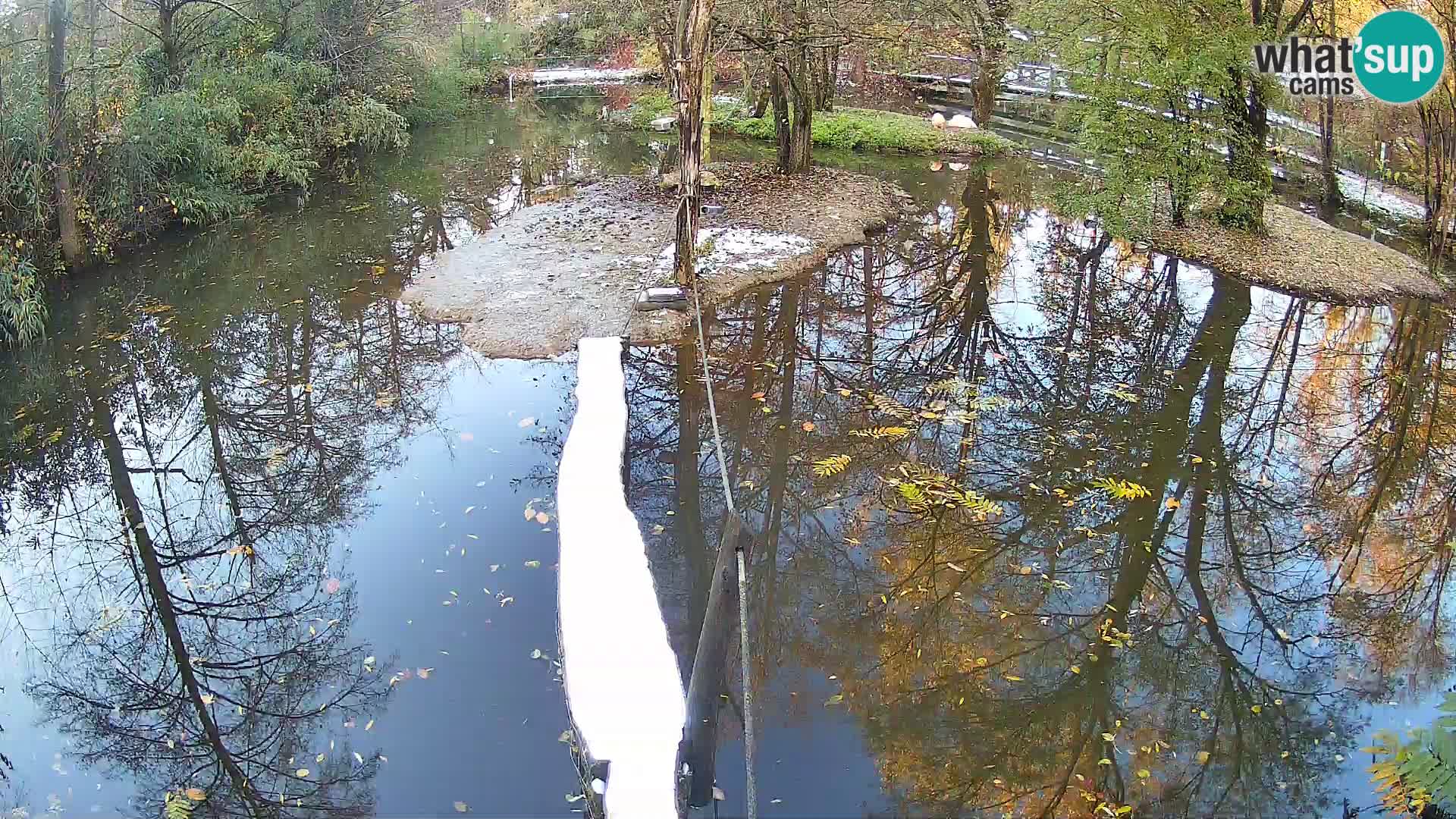 Navadni vari v živo – Ljubljana živalski vrt