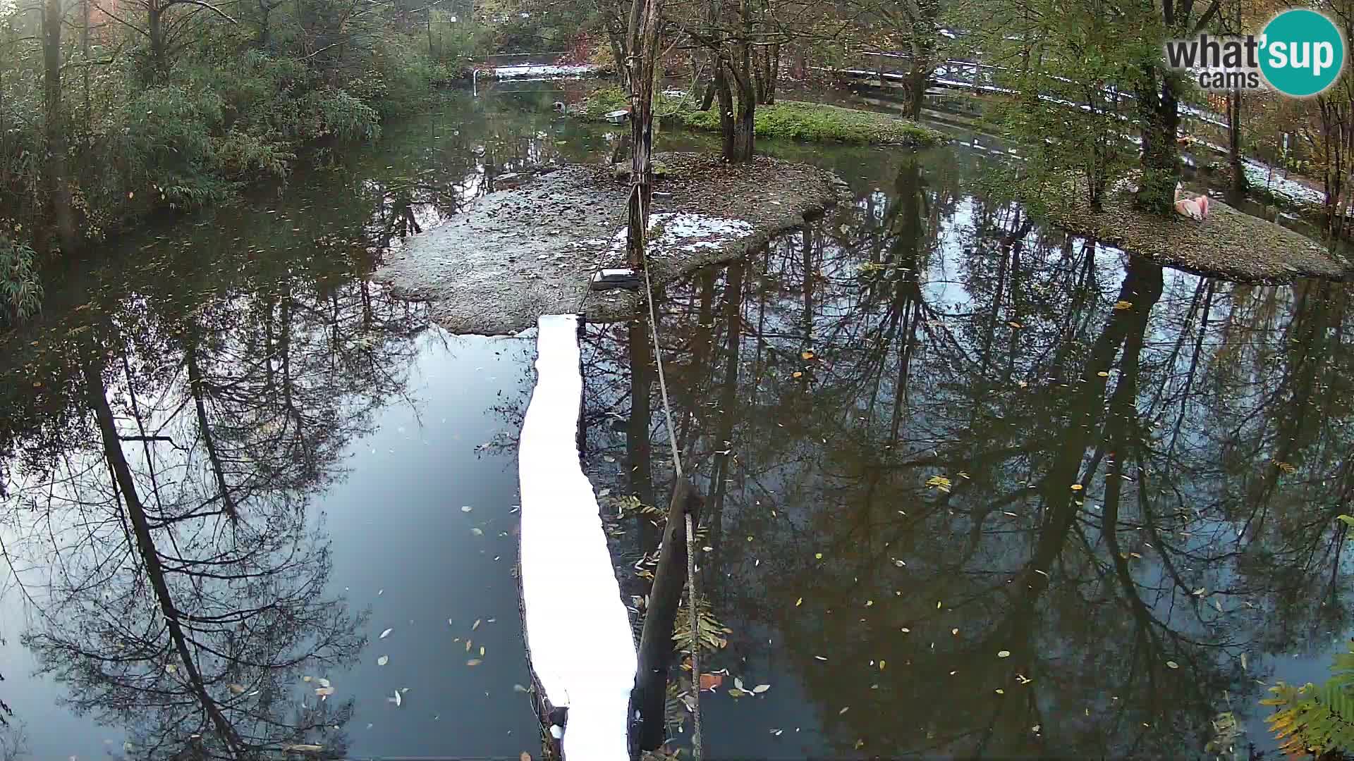 Vari bianconero Zoo Ljubljana webcam