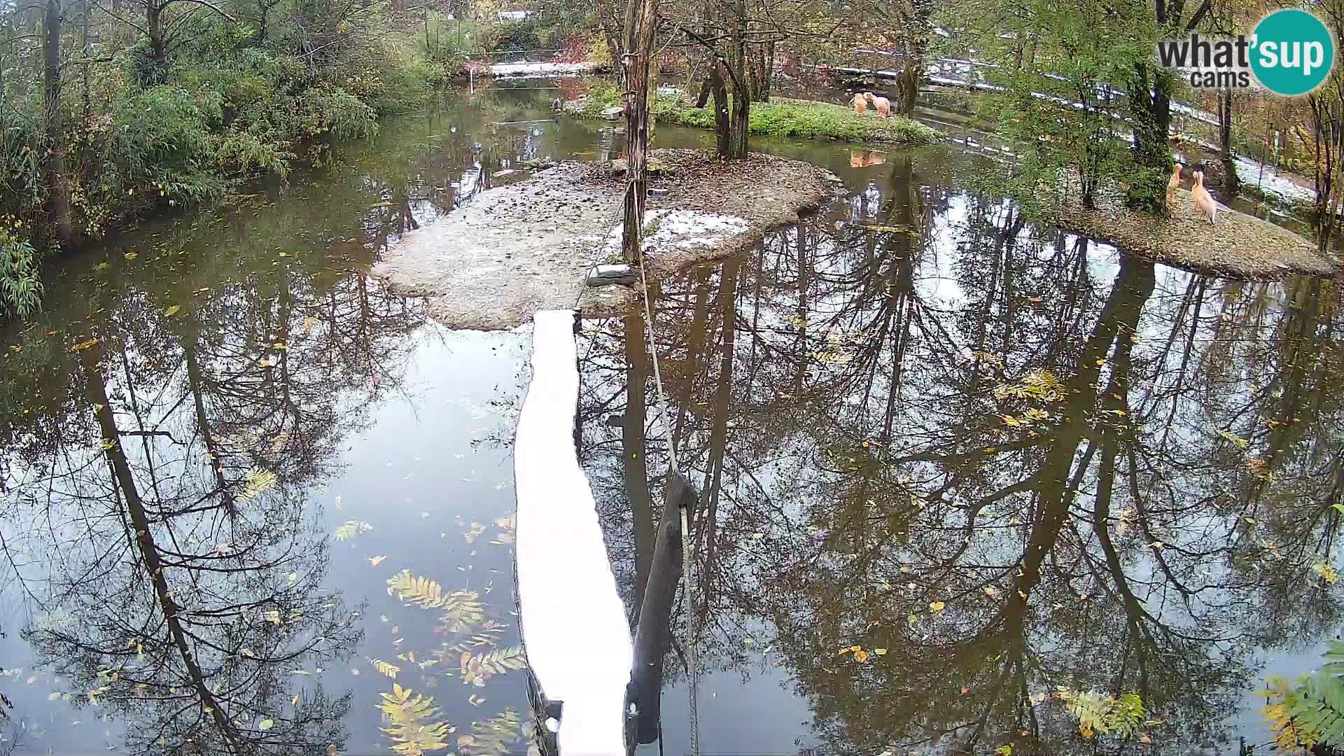 Schwarzweiße Vari Zoo Ljubljana webcam