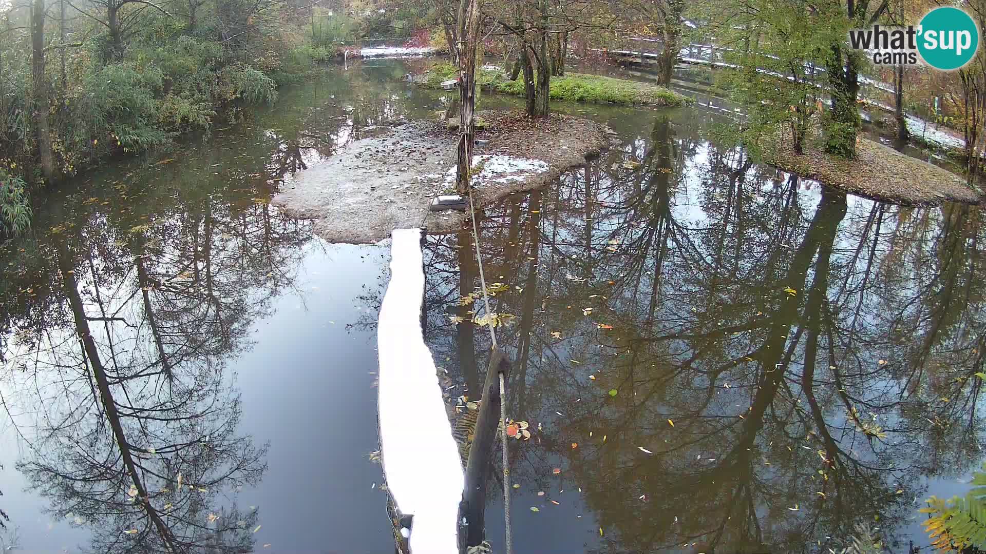 Lémur rufo blanco y negro – Ljubljana Zoo en vivo