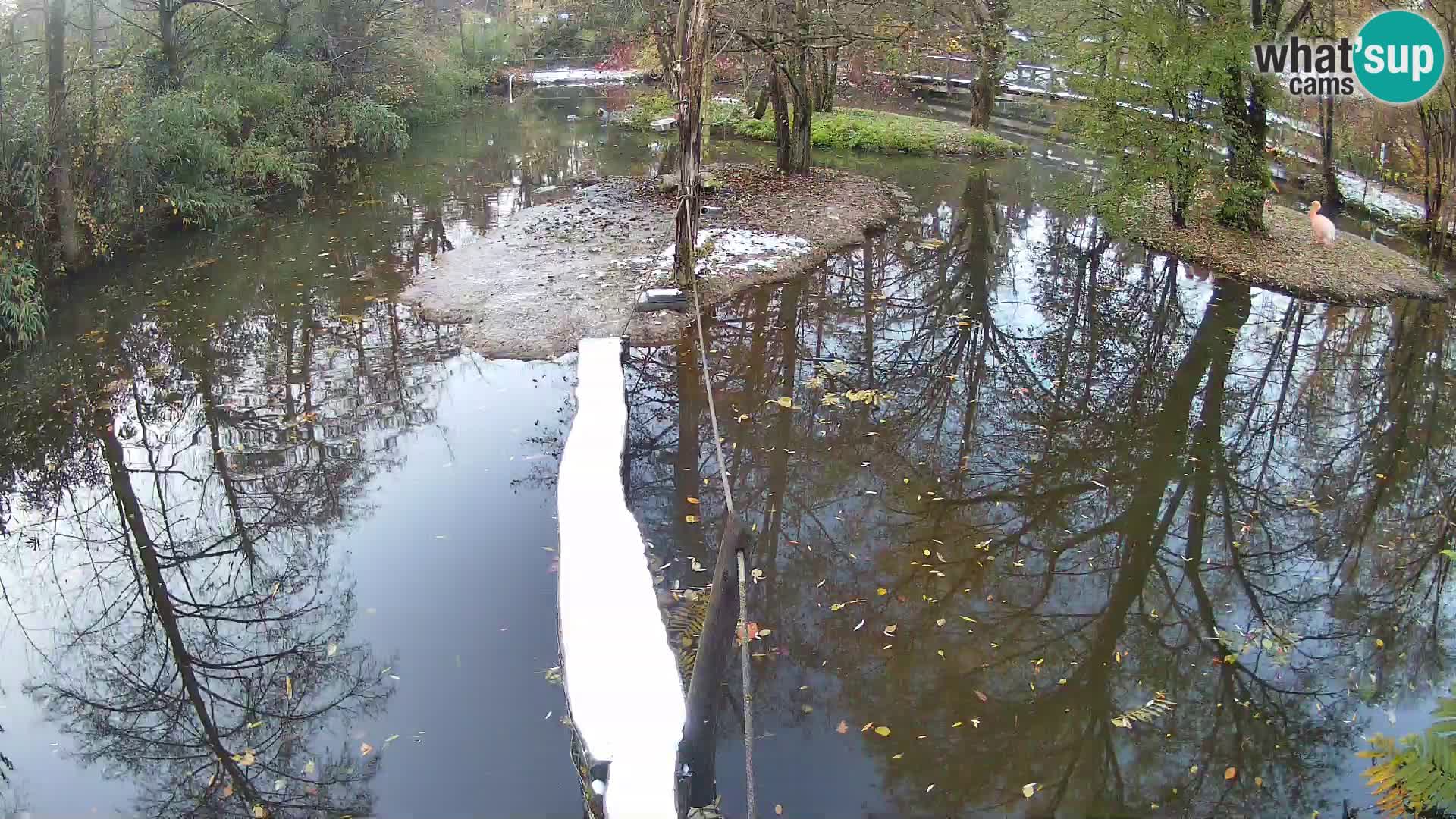 Lémur rufo blanco y negro – Ljubljana Zoo en vivo