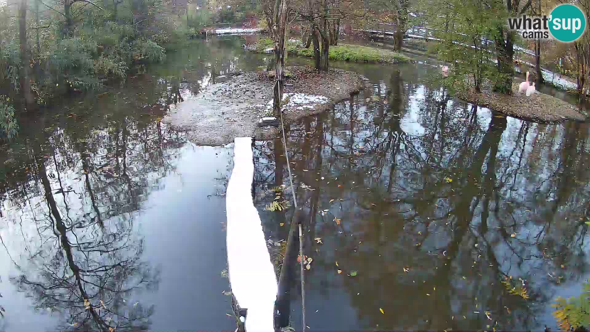 Vari bianconero Zoo Ljubljana webcam