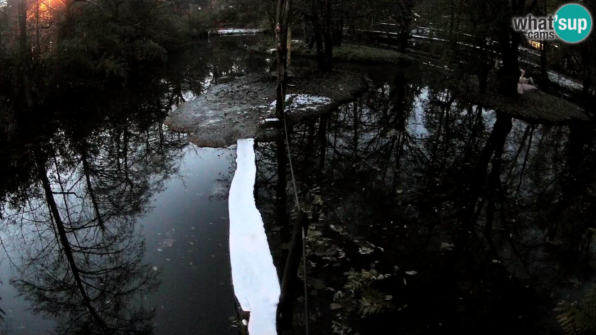 Lémur rufo blanco y negro – Ljubljana Zoo en vivo