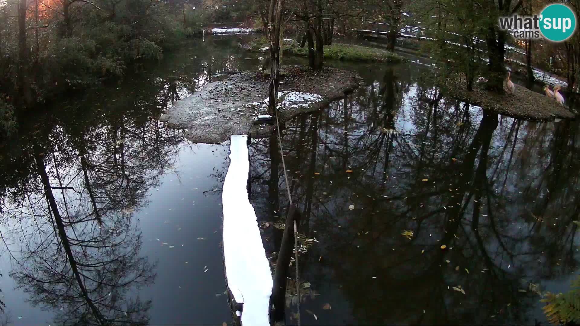 Vari bianconero Zoo Ljubljana webcam