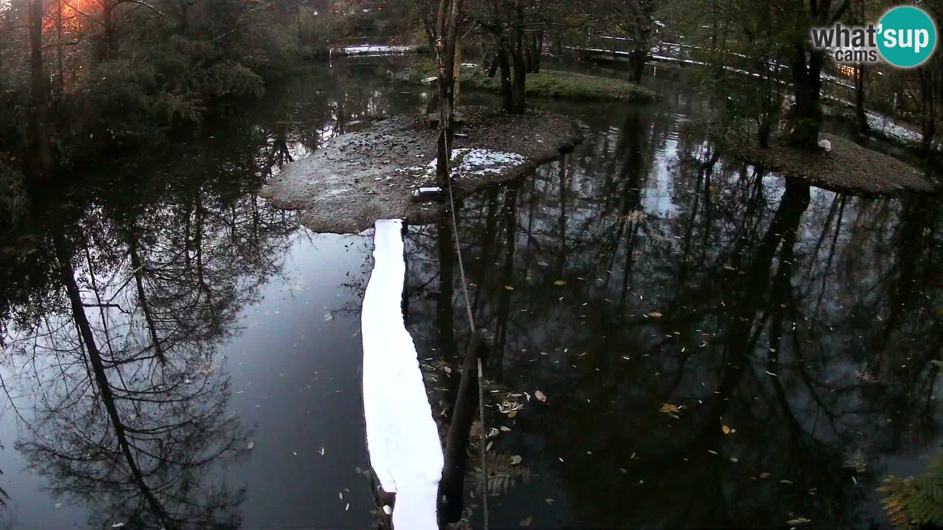 Lémur rufo blanco y negro – Ljubljana Zoo en vivo