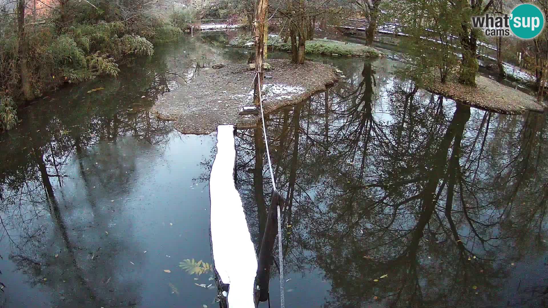 Navadni vari u živo – Ljubljana zoo