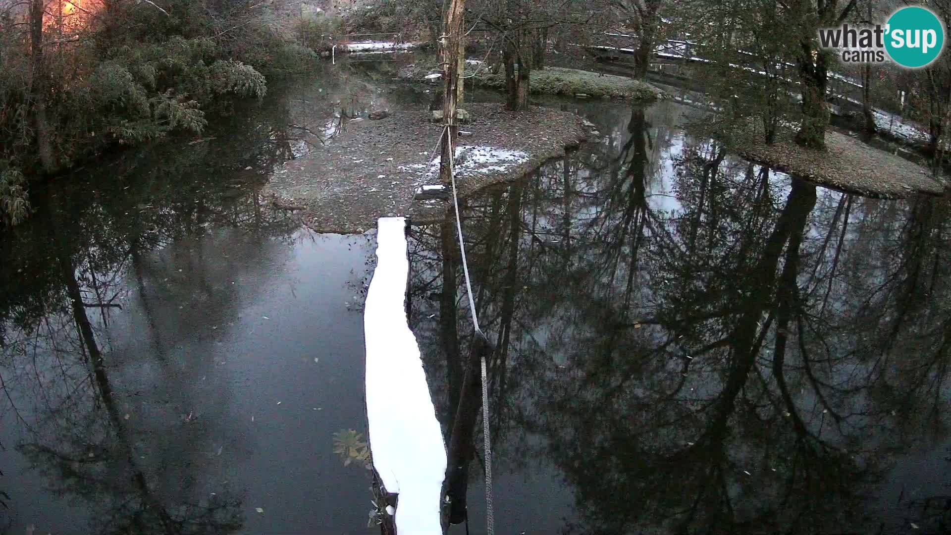 Navadni vari u živo – Ljubljana zoo