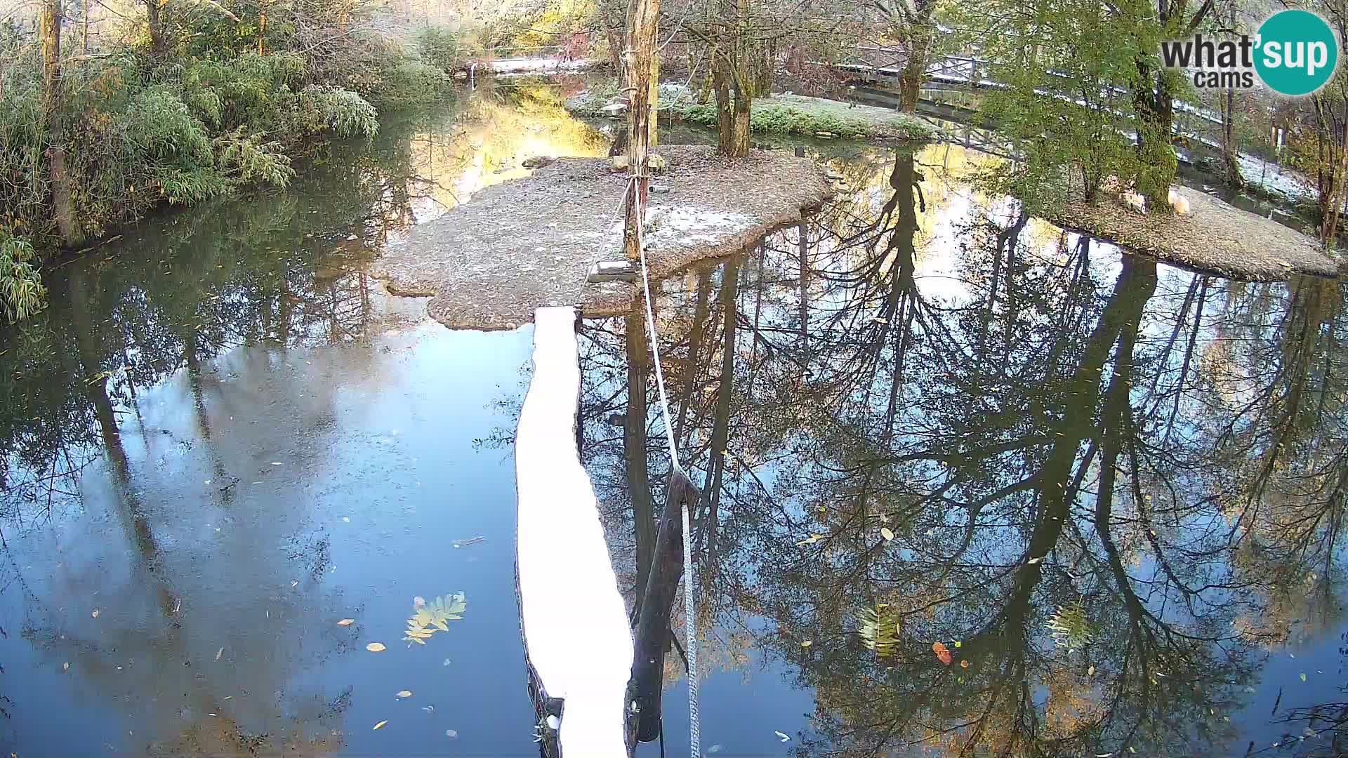 Vari bianconero Zoo Ljubljana webcam