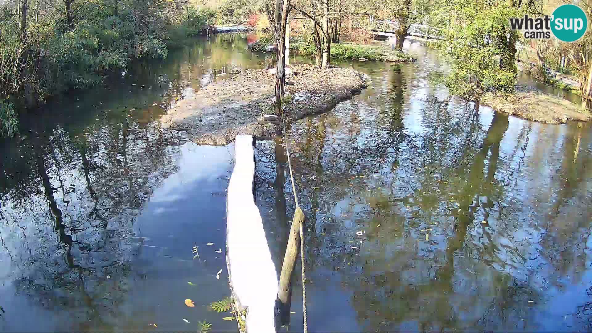 Vari bianconero Zoo Ljubljana webcam