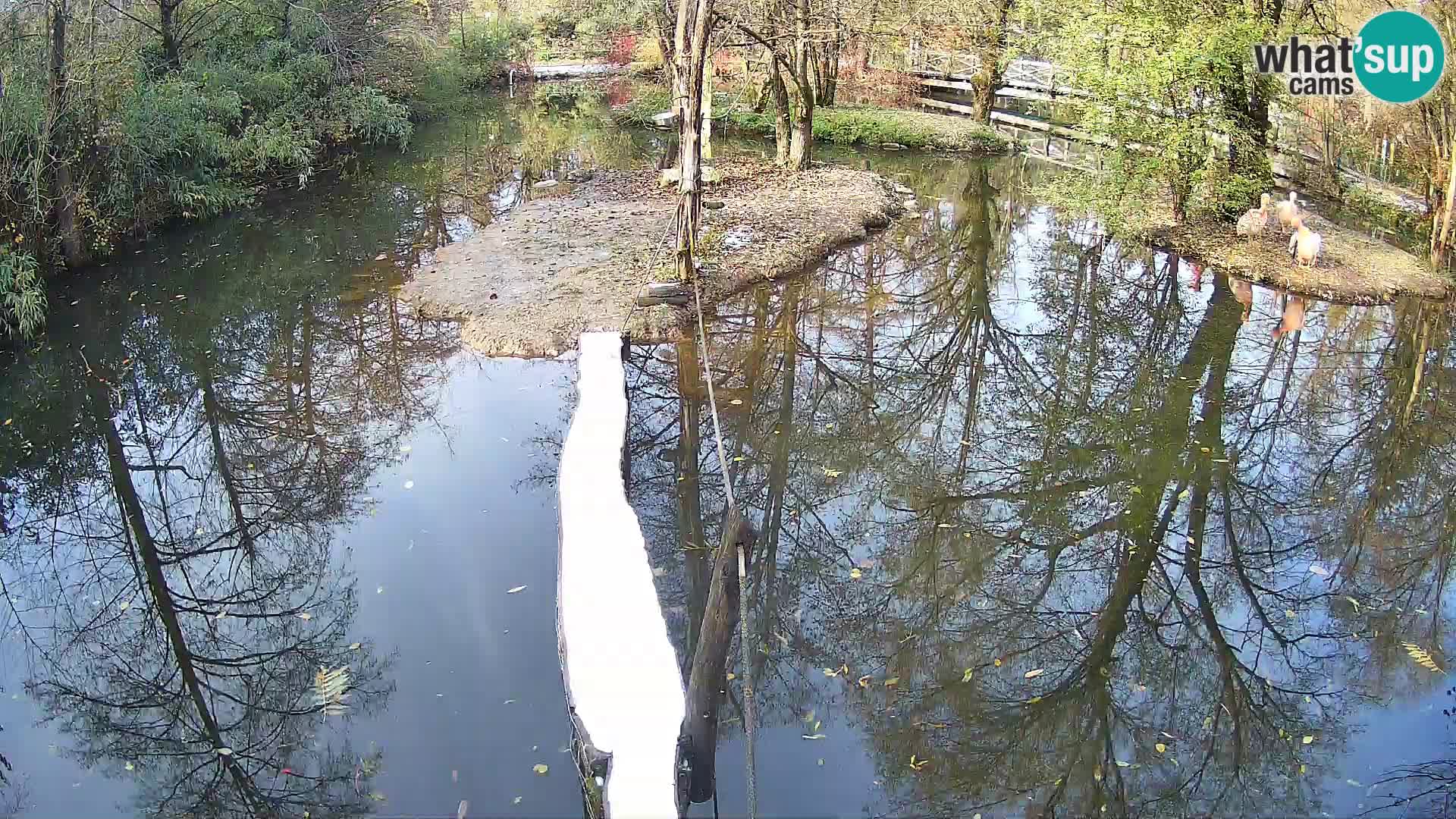 Navadni vari v živo – Ljubljana živalski vrt