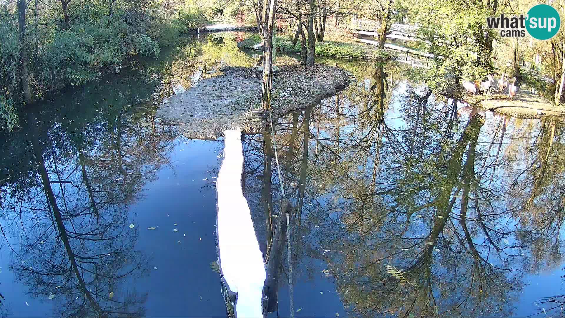 Schwarzweiße Vari Zoo Ljubljana webcam