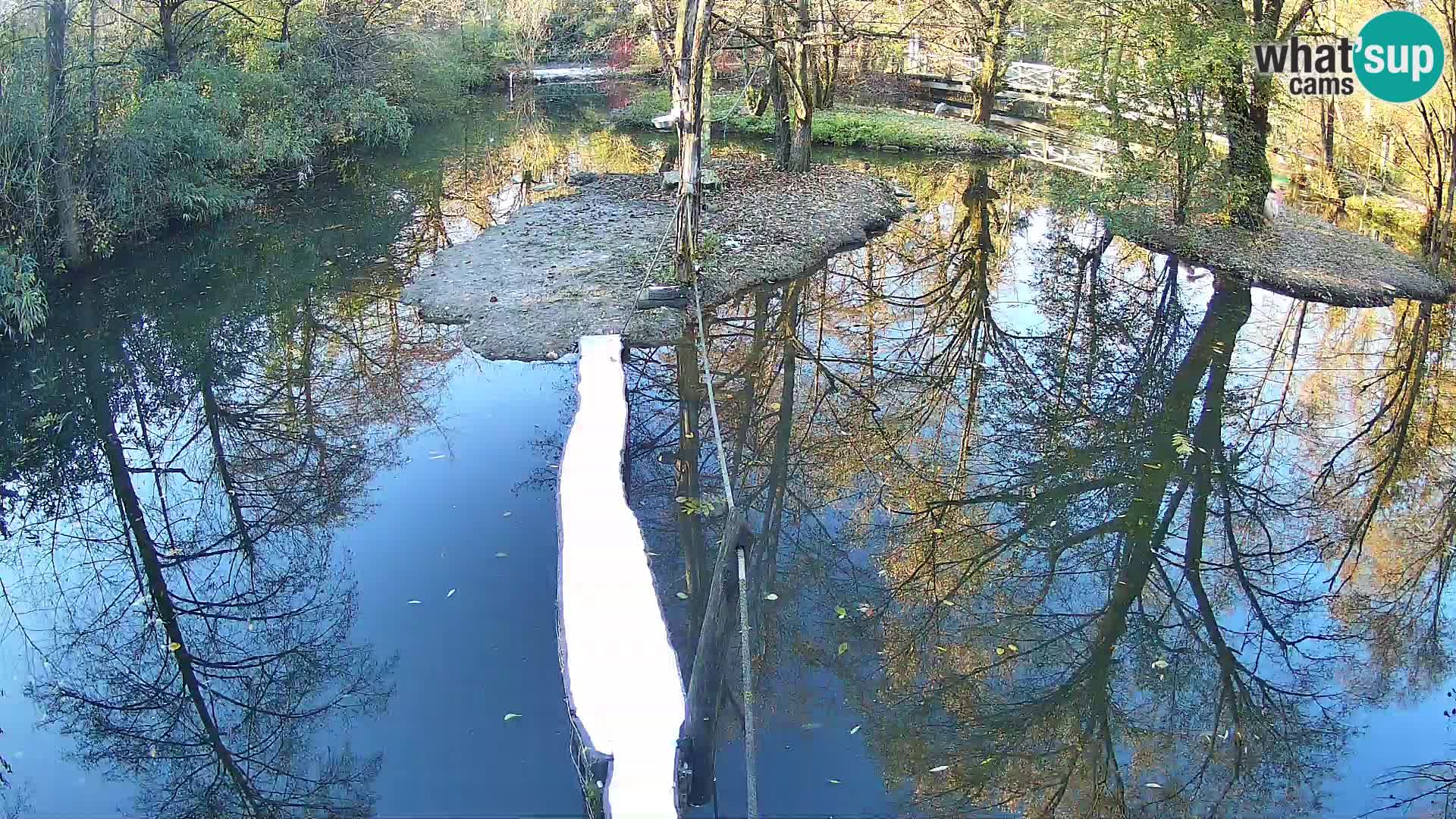 Navadni vari v živo – Ljubljana živalski vrt