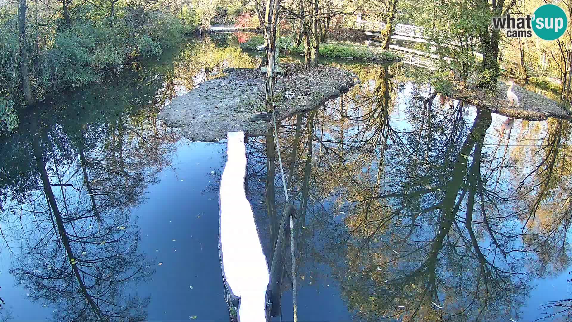 Lémur rufo blanco y negro – Ljubljana Zoo en vivo