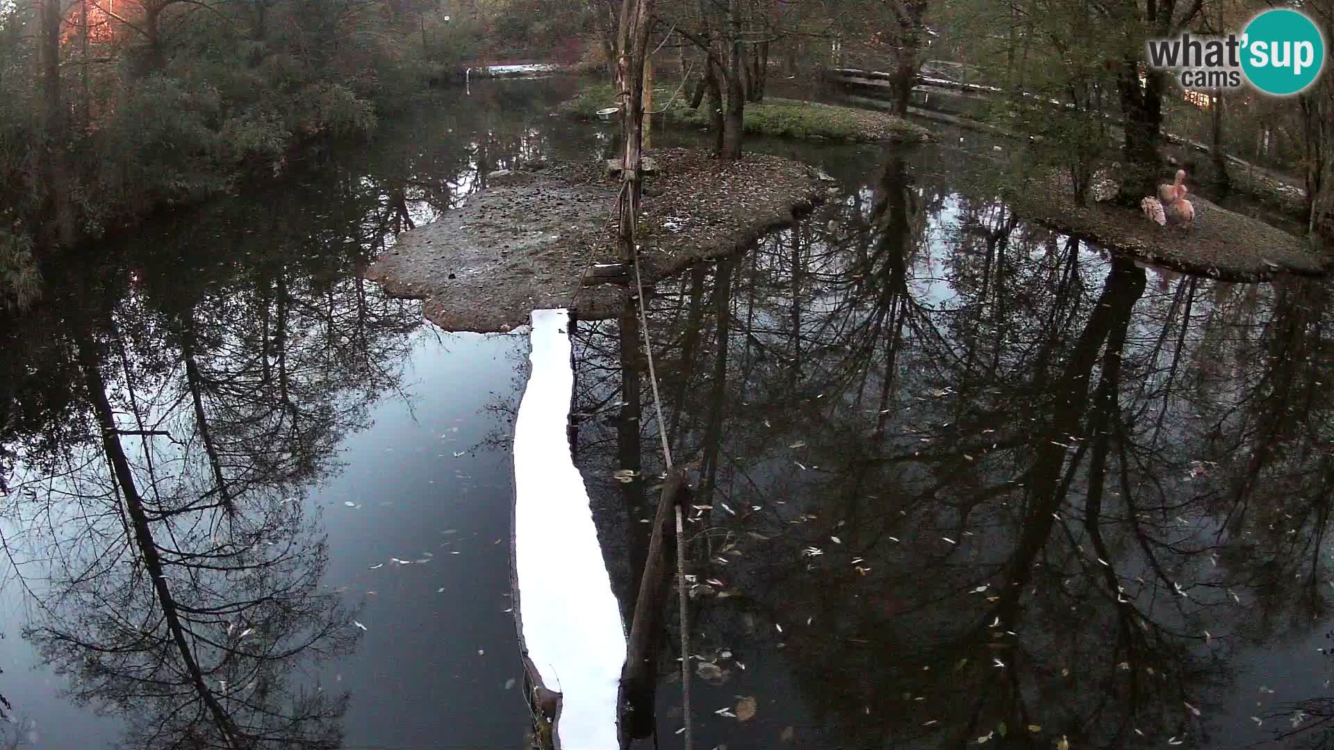 Navadni vari u živo – Ljubljana zoo