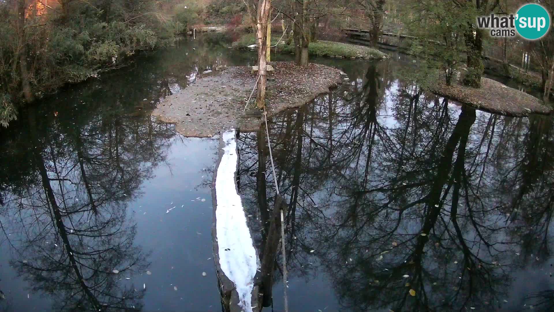 Navadni vari u živo – Ljubljana zoo