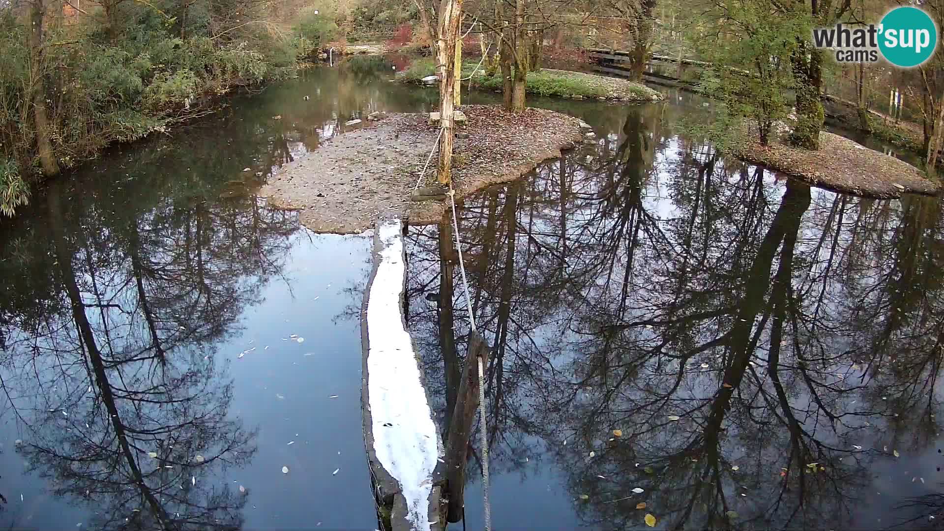 Vari bianconero Zoo Ljubljana webcam