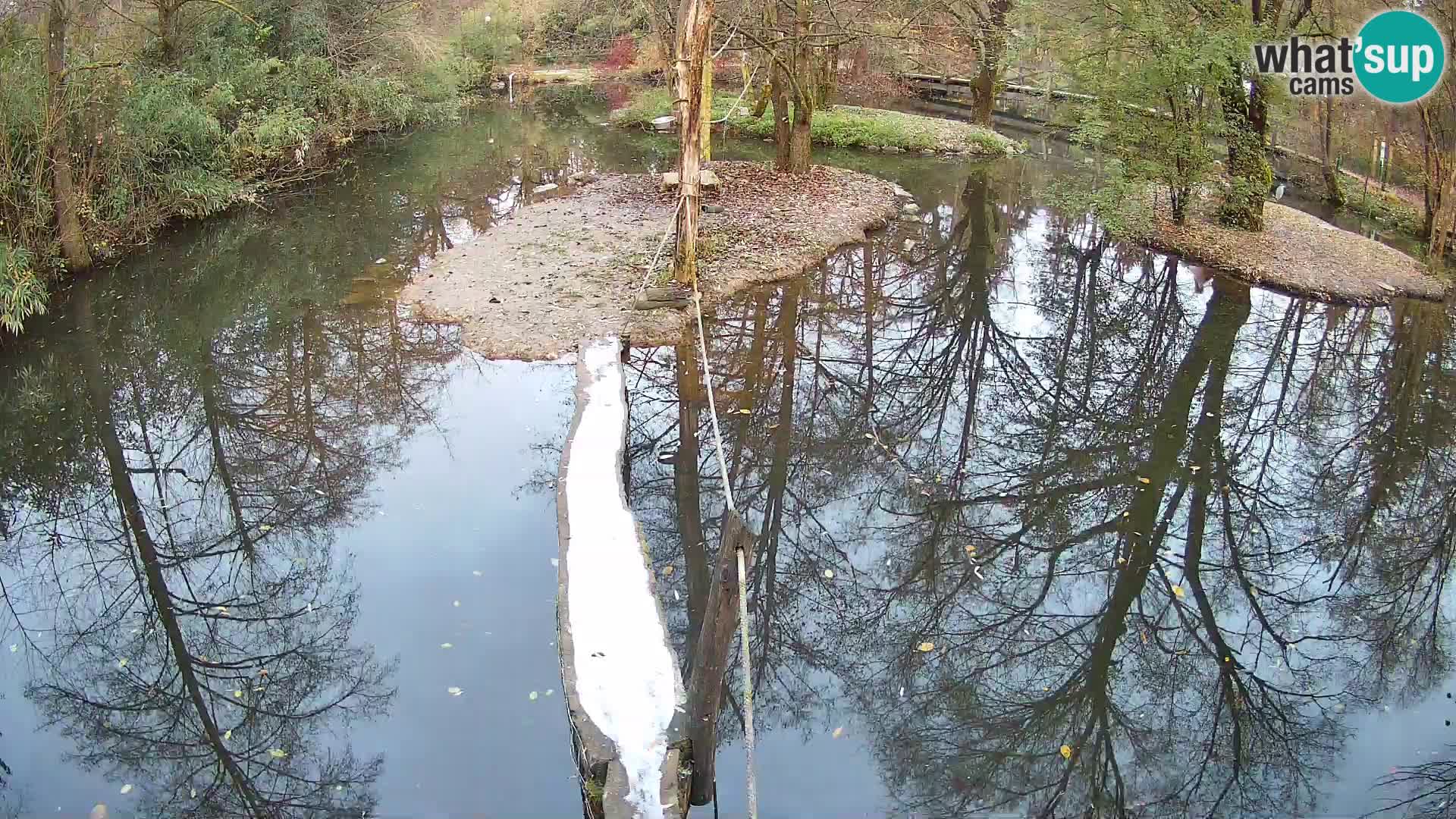 Vari bianconero Zoo Ljubljana webcam