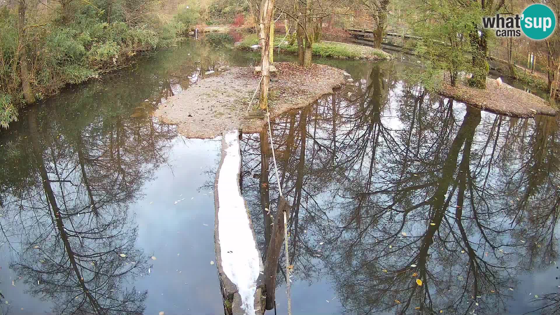 Navadni vari u živo – Ljubljana zoo