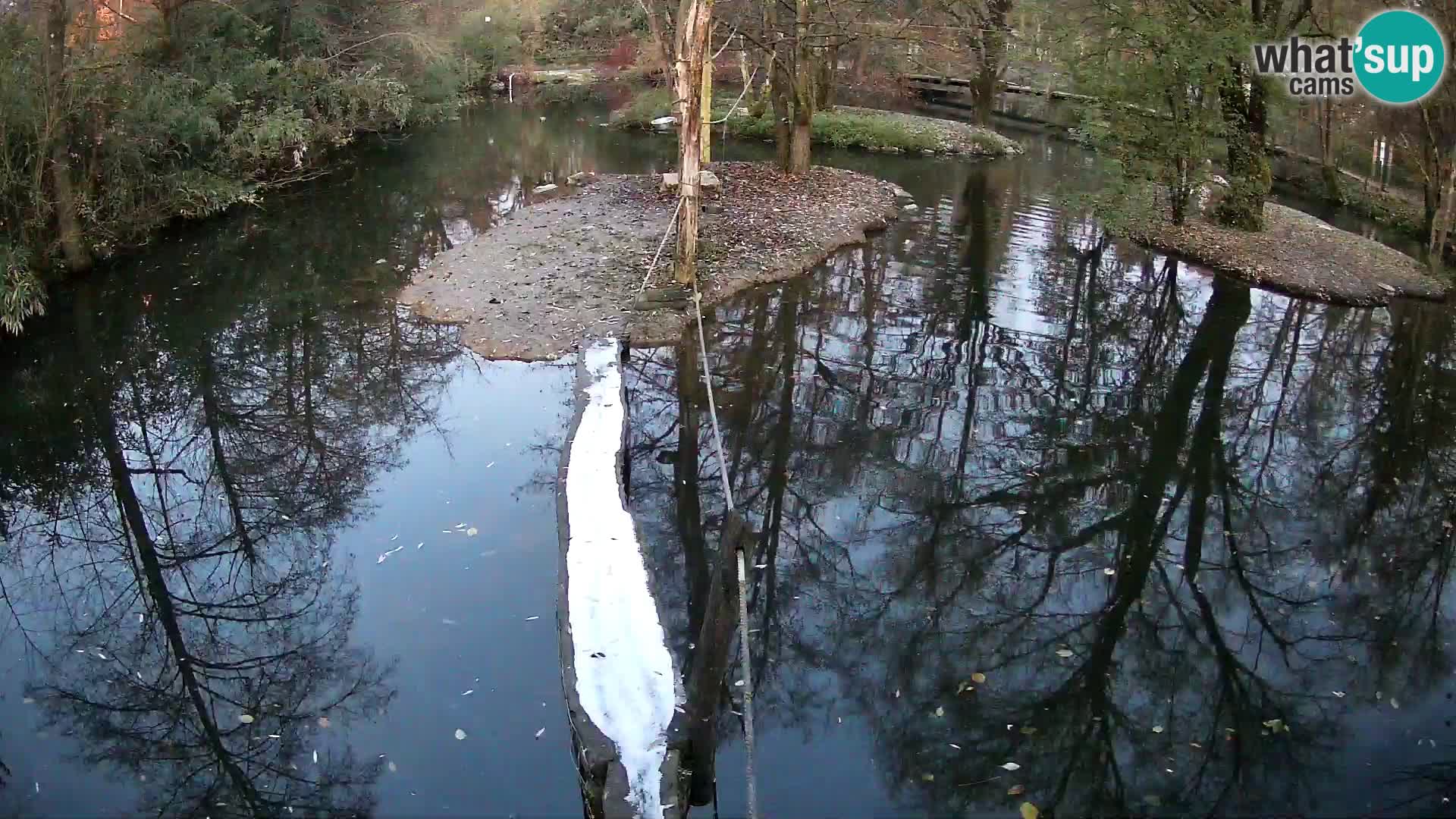 Navadni vari u živo – Ljubljana zoo