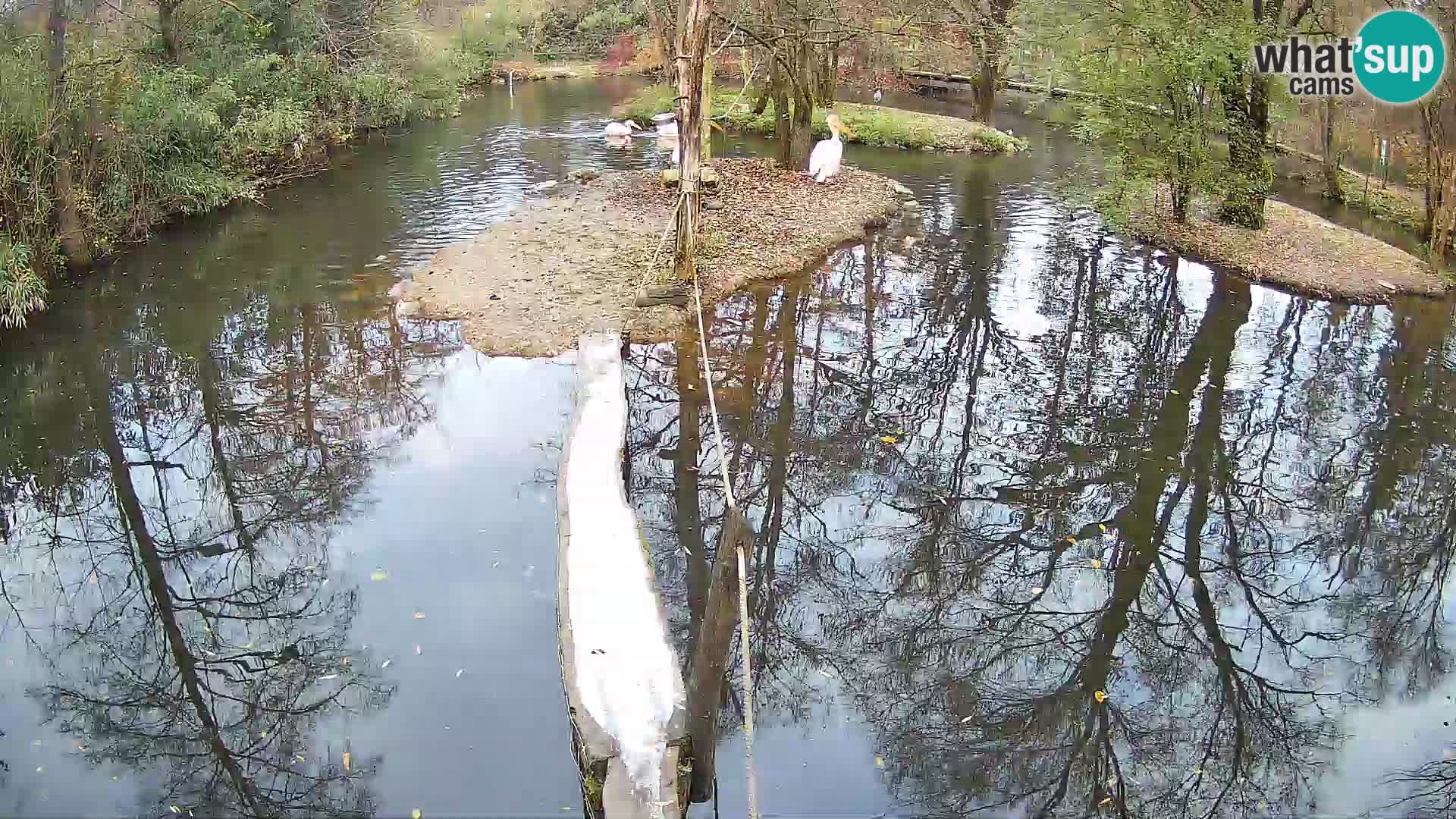 Navadni vari u živo – Ljubljana zoo