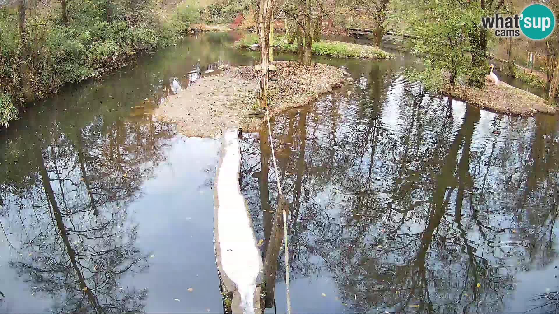 Lémur rufo blanco y negro – Ljubljana Zoo en vivo