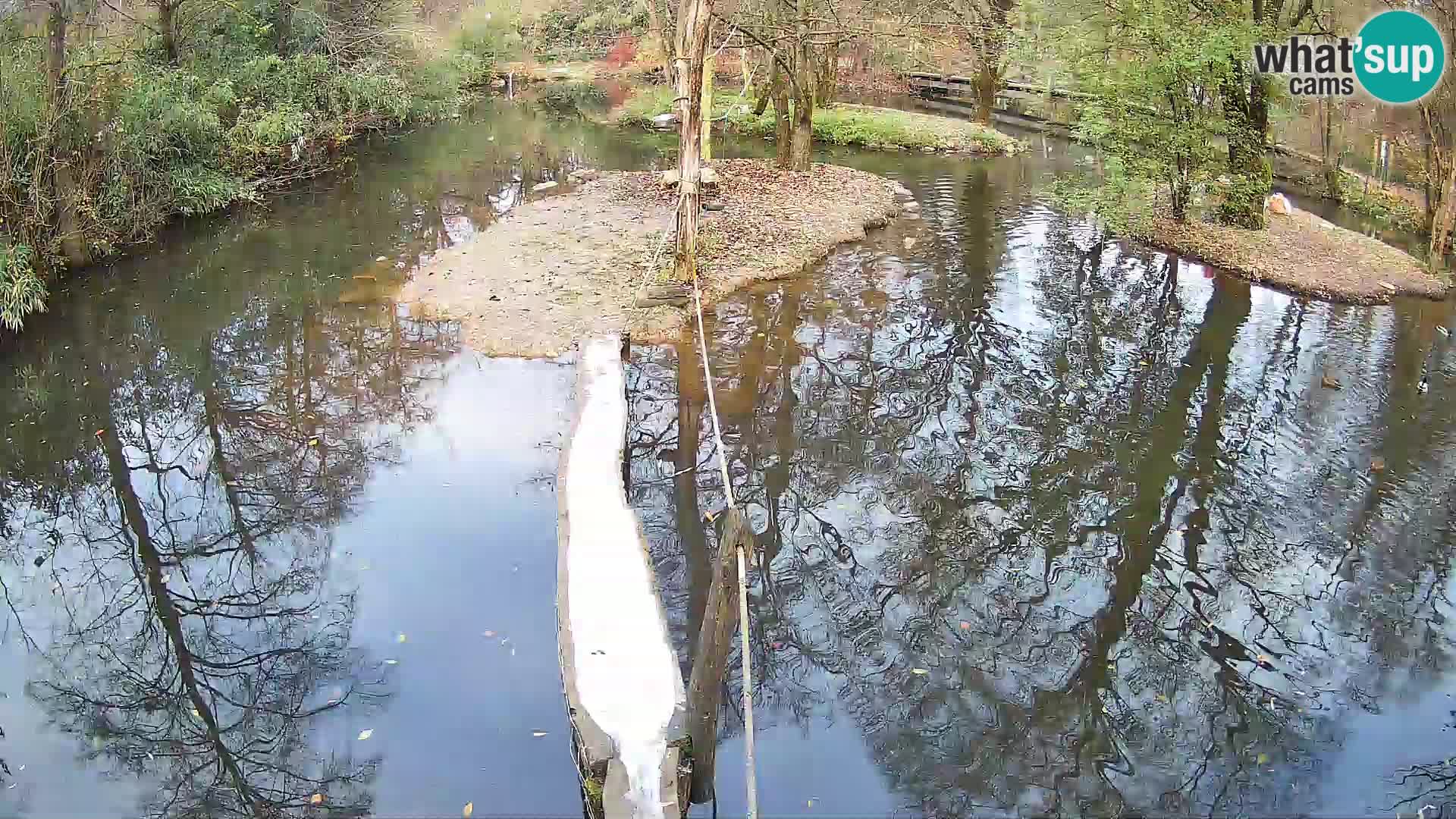 Lémur rufo blanco y negro – Ljubljana Zoo en vivo