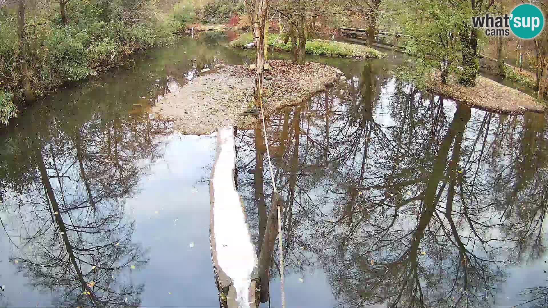 Lémur rufo blanco y negro – Ljubljana Zoo en vivo