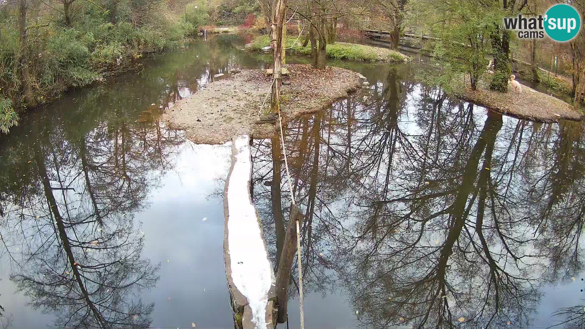 Lémur rufo blanco y negro – Ljubljana Zoo en vivo