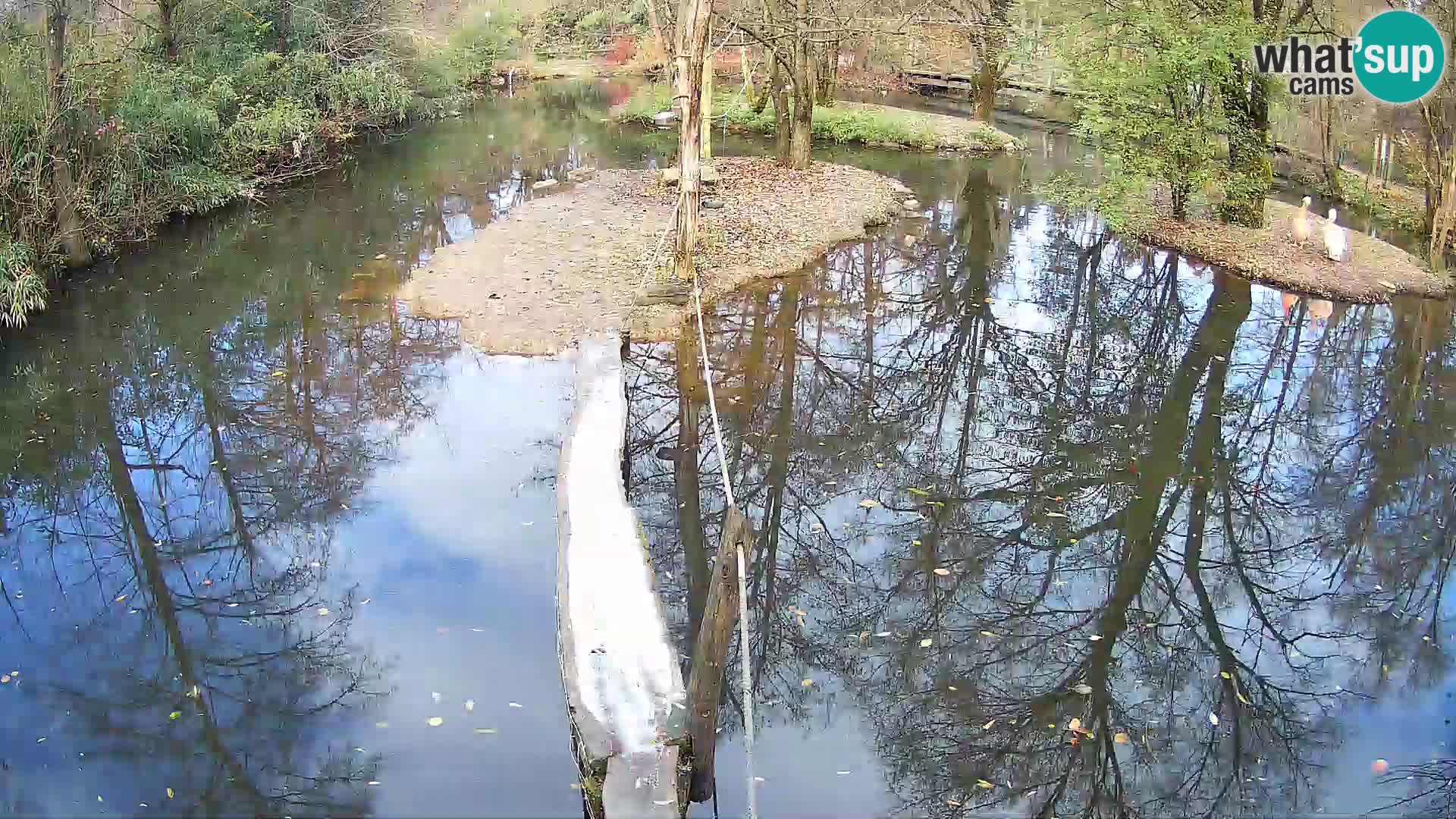 Schwarzweiße Vari Zoo Ljubljana webcam