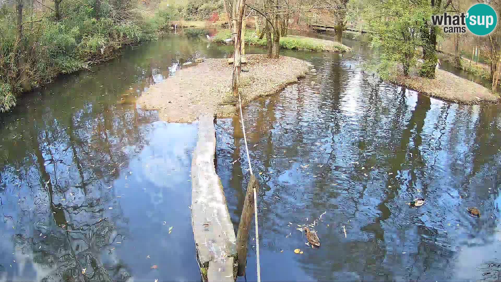 Vari bianconero Zoo Ljubljana webcam