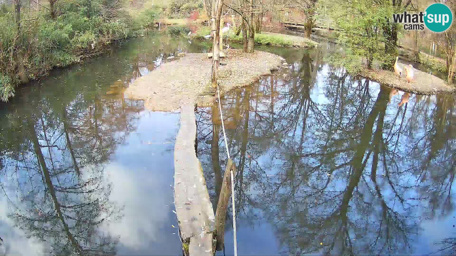 Vari bianconero Zoo Ljubljana webcam