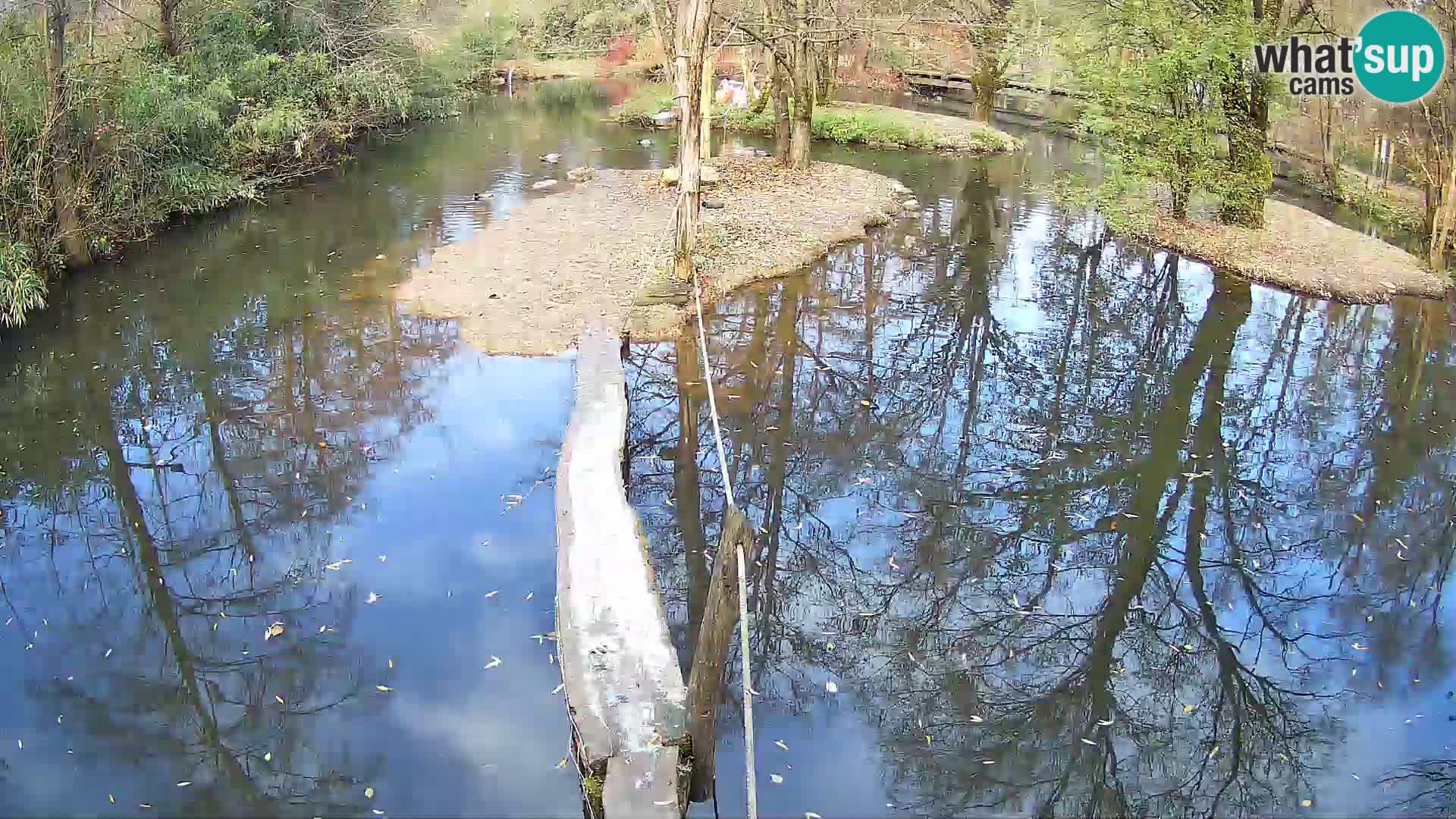 Schwarzweiße Vari Zoo Ljubljana webcam