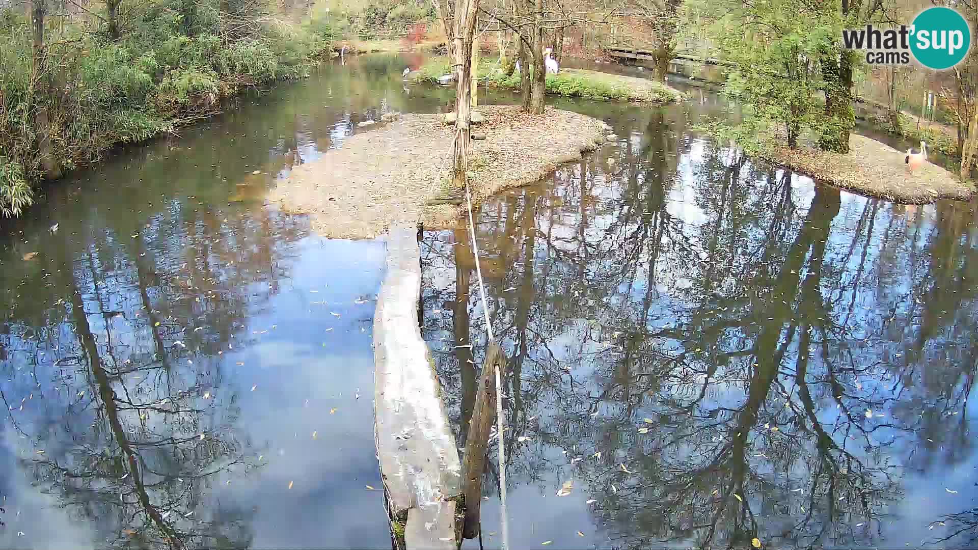 Schwarzweiße Vari Zoo Ljubljana webcam