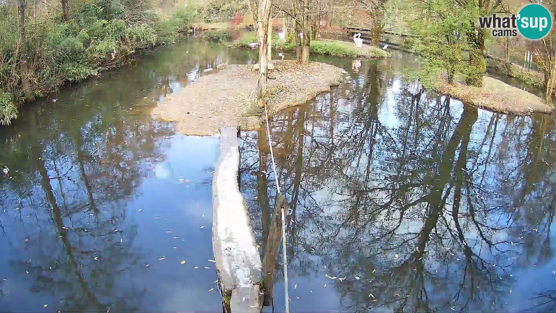 Navadni vari u živo – Ljubljana zoo