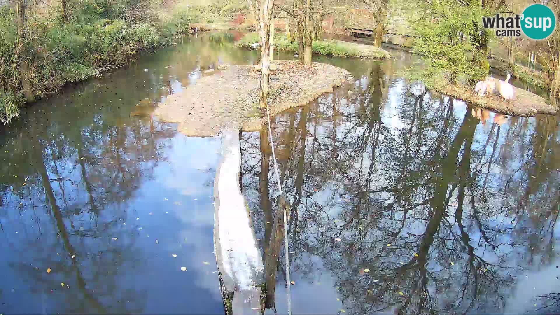 Navadni vari u živo – Ljubljana zoo