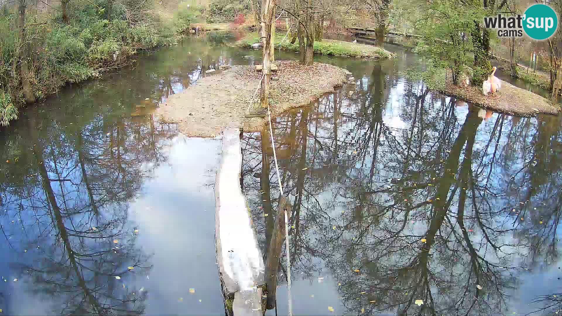 Schwarzweiße Vari Zoo Ljubljana webcam