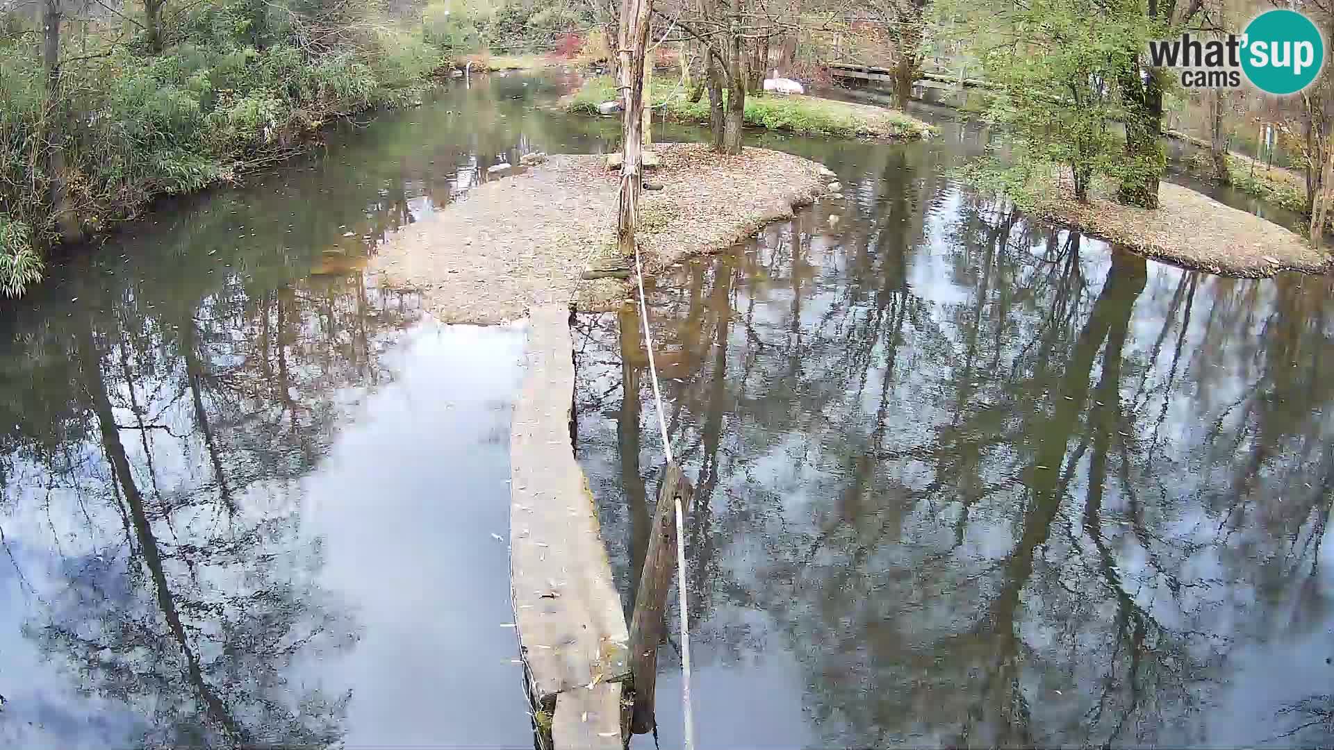 Vari bianconero Zoo Ljubljana webcam