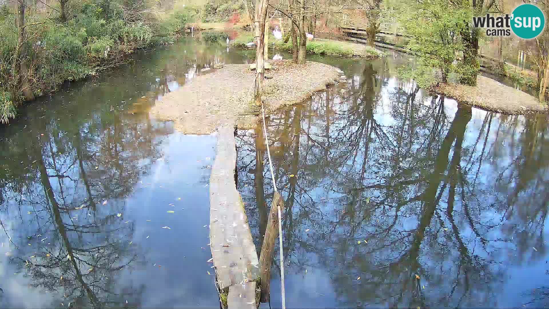 Schwarzweiße Vari Zoo Ljubljana webcam