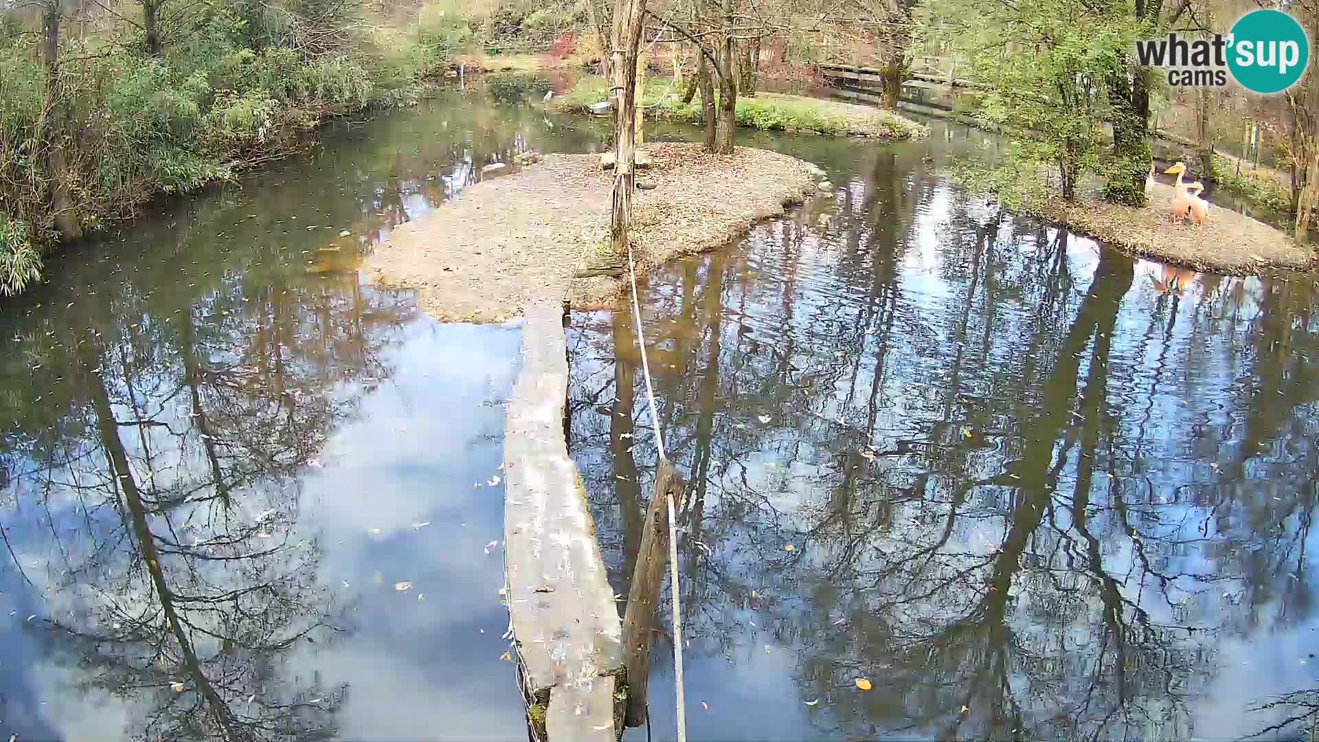 Schwarzweiße Vari Zoo Ljubljana webcam