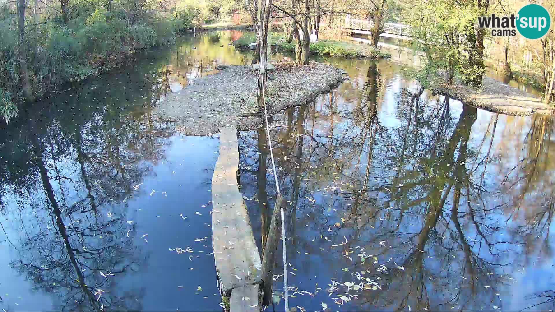 Navadni vari v živo – Ljubljana živalski vrt