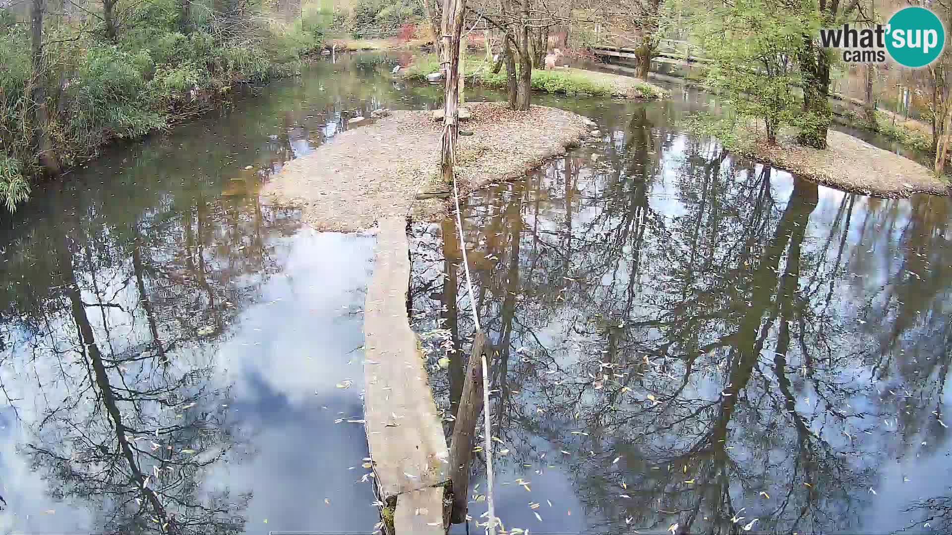 Schwarzweiße Vari Zoo Ljubljana webcam